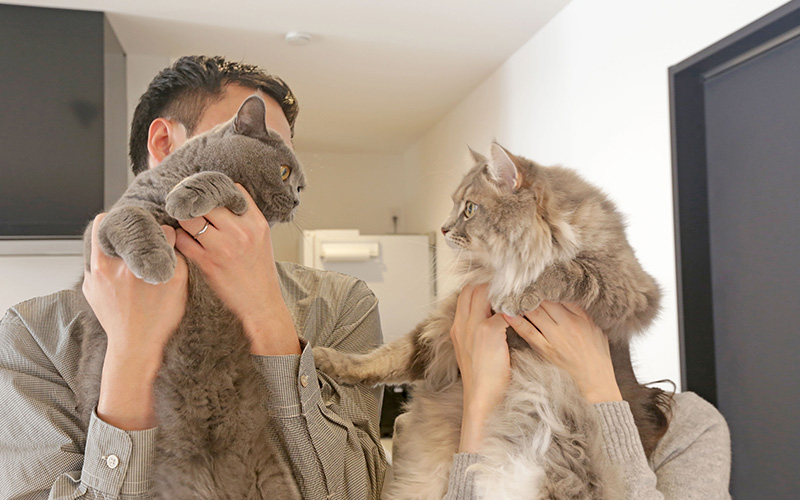 にゃんとも幸せ♥️猫と暮らす家